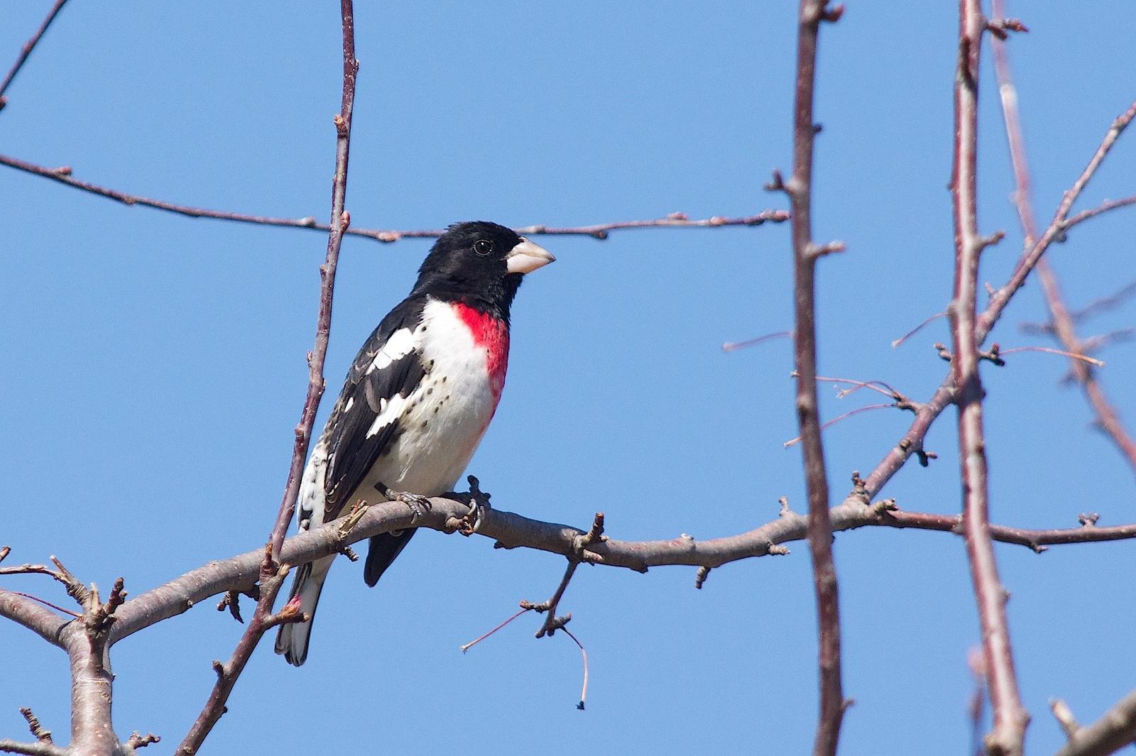 Rose-breasted Grosbeak Photo by Gerald Hoekstra