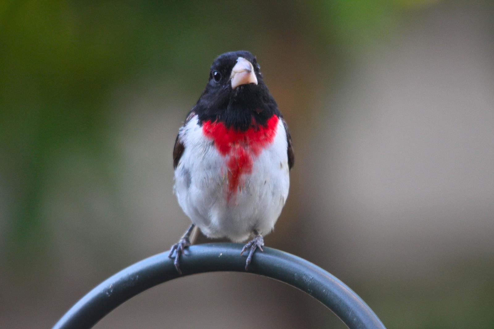 Rose-breasted Grosbeak Photo by Tom Ford-Hutchinson