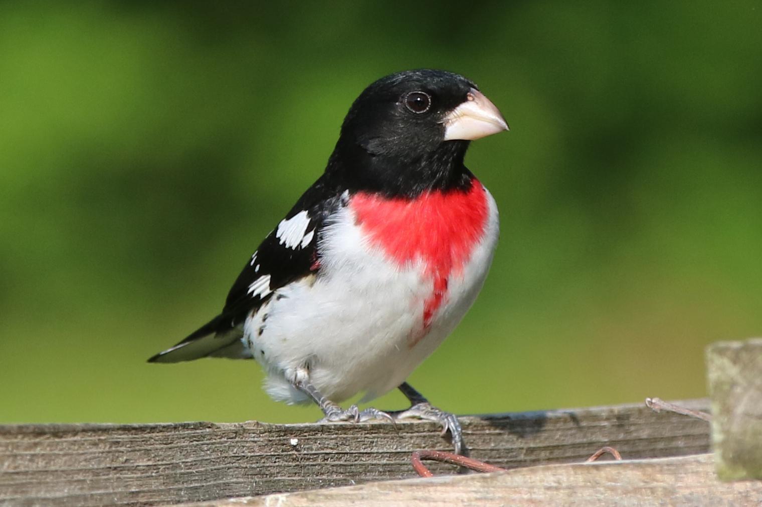 Rose-breasted Grosbeak Photo by Kristy Baker