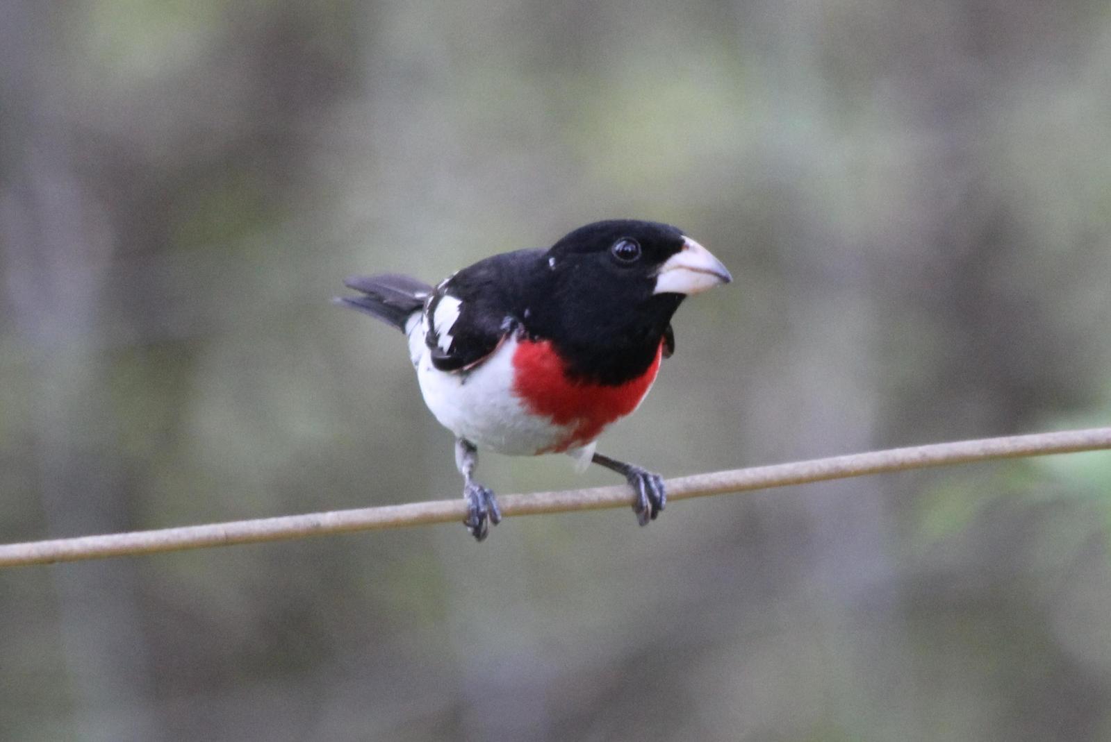 Rose-breasted Grosbeak Photo by Darrin Menzo