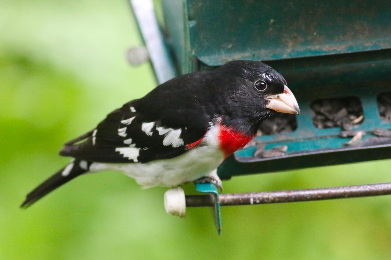 Rose-breasted Grosbeak Photo by Tom Ford-Hutchinson