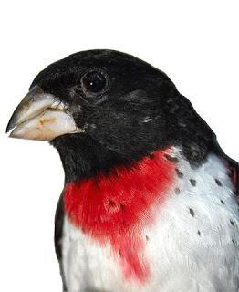 Rose-breasted Grosbeak Photo by Dan Tallman