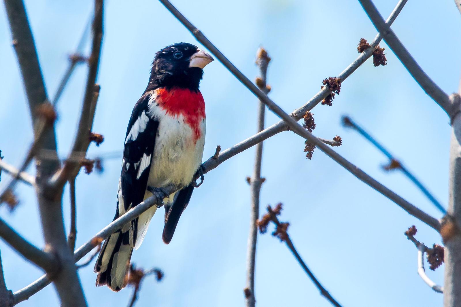 Rose-breasted Grosbeak Photo by Gerald Hoekstra