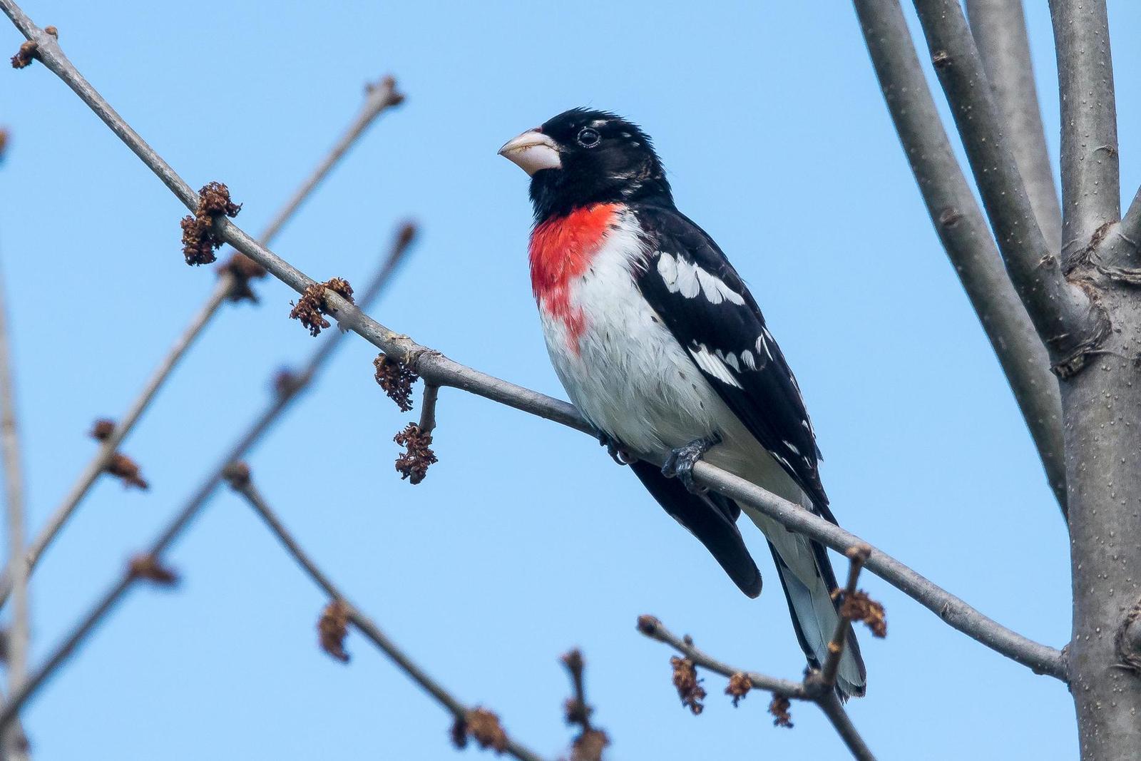 Rose-breasted Grosbeak Photo by Gerald Hoekstra