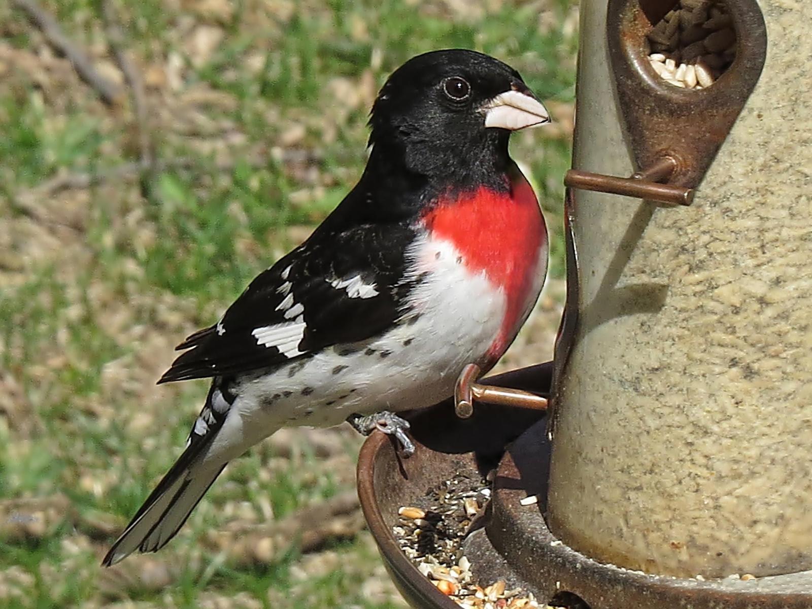 Rose-breasted Grosbeak Photo by Bob Neugebauer