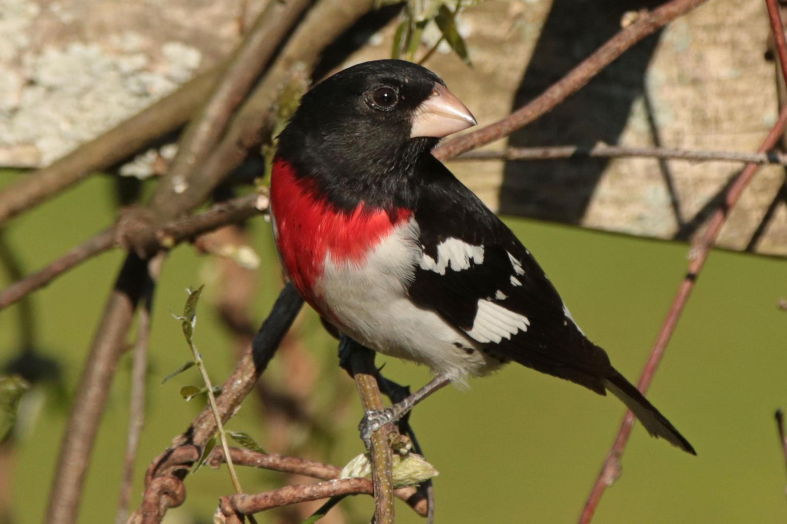 Rose-breasted Grosbeak Photo by Kristy Baker