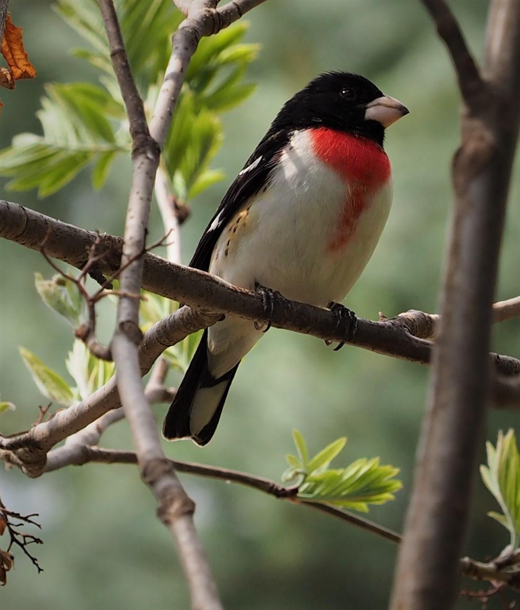 Rose-breasted Grosbeak Photo by Colin Hill