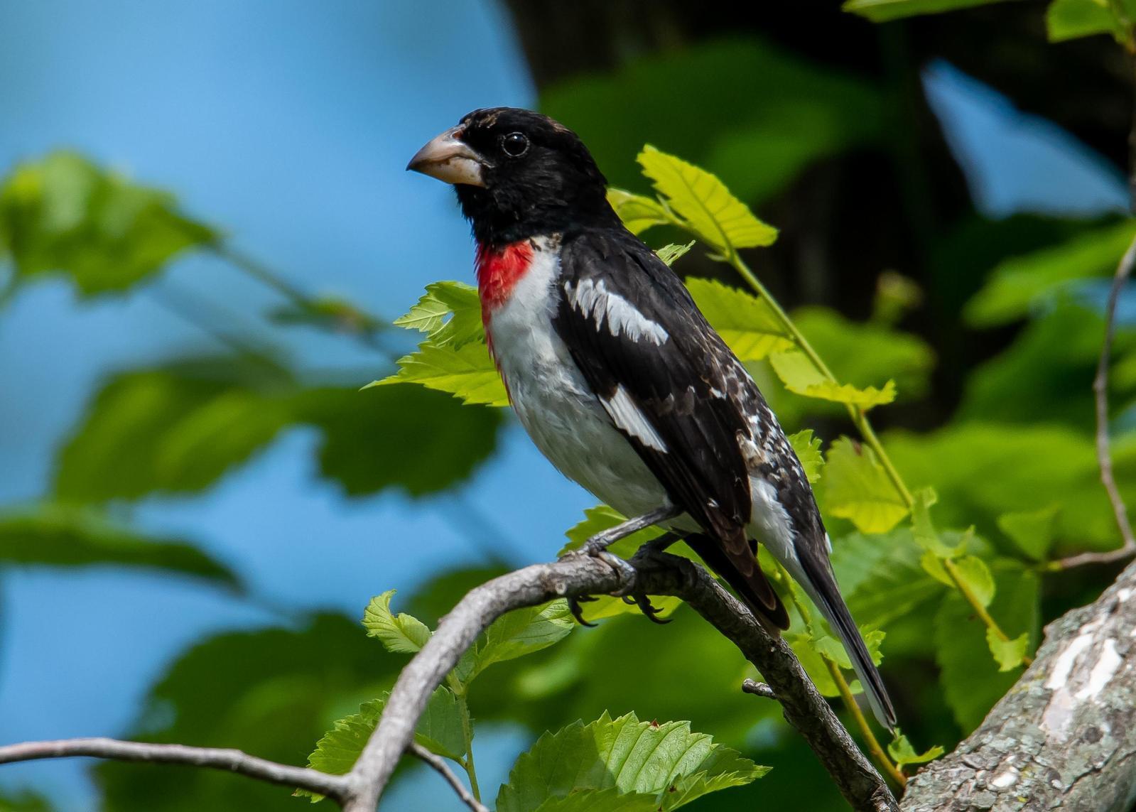 Rose-breasted Grosbeak Photo by Gerald Hoekstra