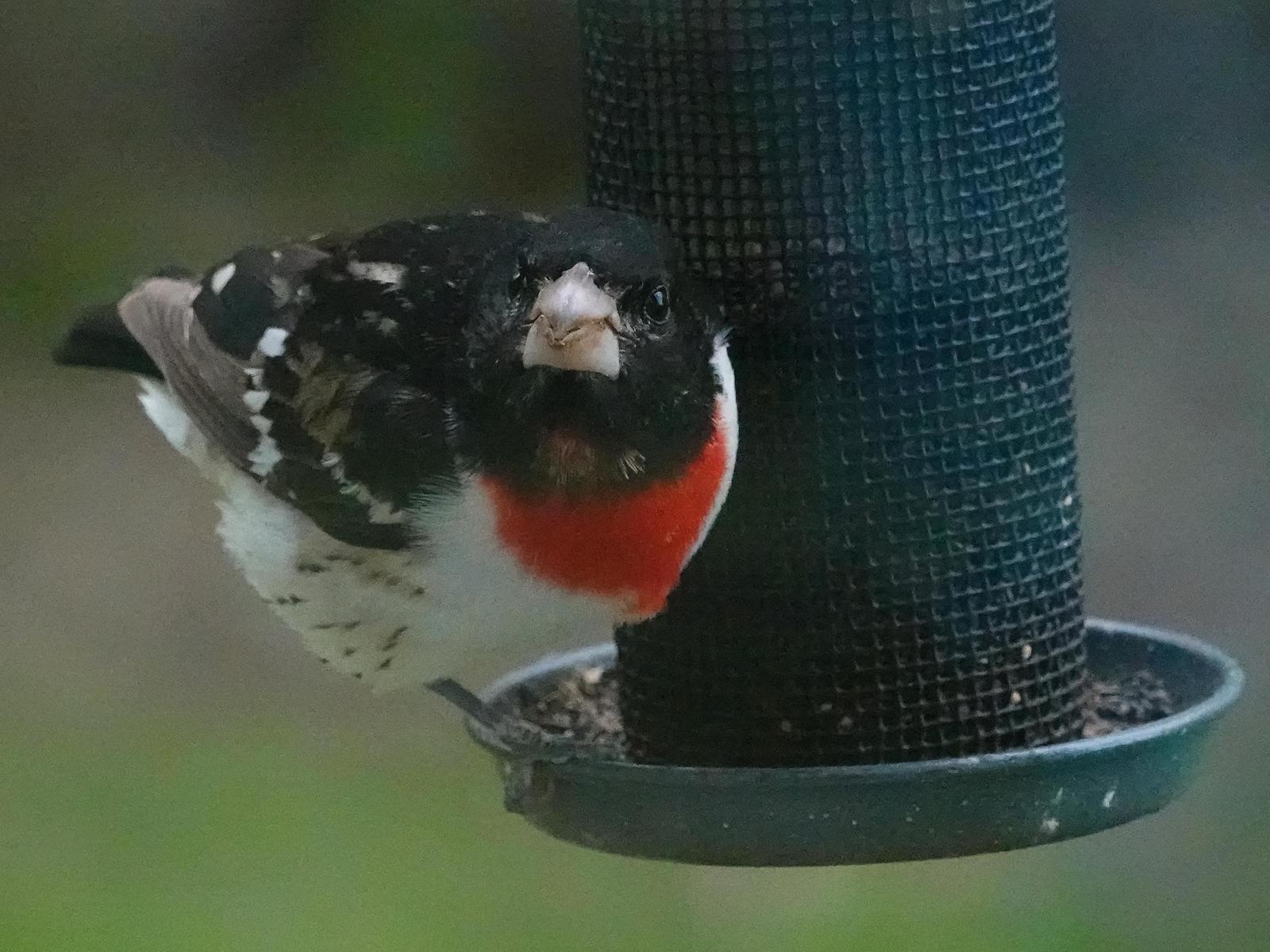 Rose-breasted Grosbeak Photo by Kent Jensen