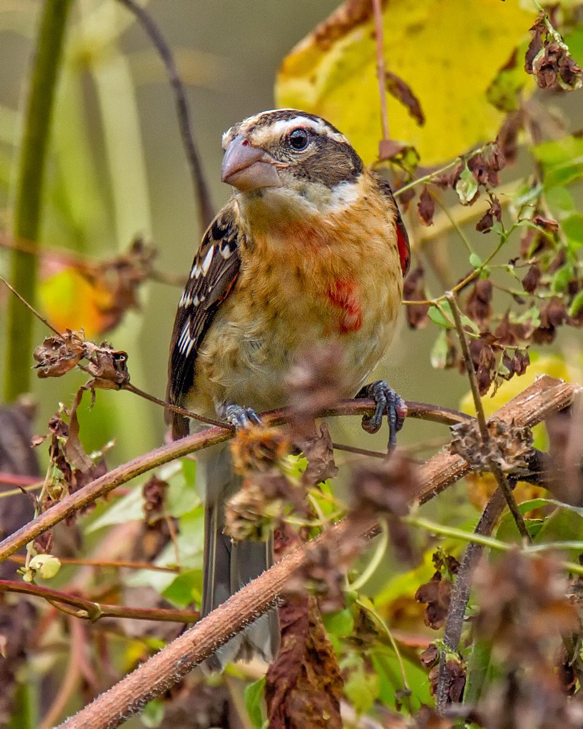 Rose-breasted Grosbeak Photo by JC Knoll