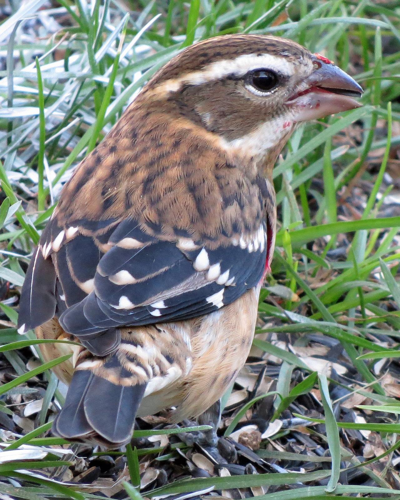 Rose-breasted Grosbeak Photo by Kelly Preheim