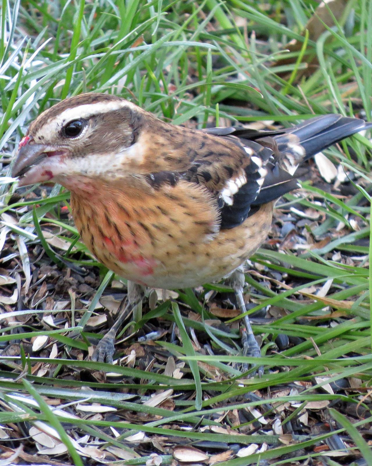 Rose-breasted Grosbeak Photo by Kelly Preheim