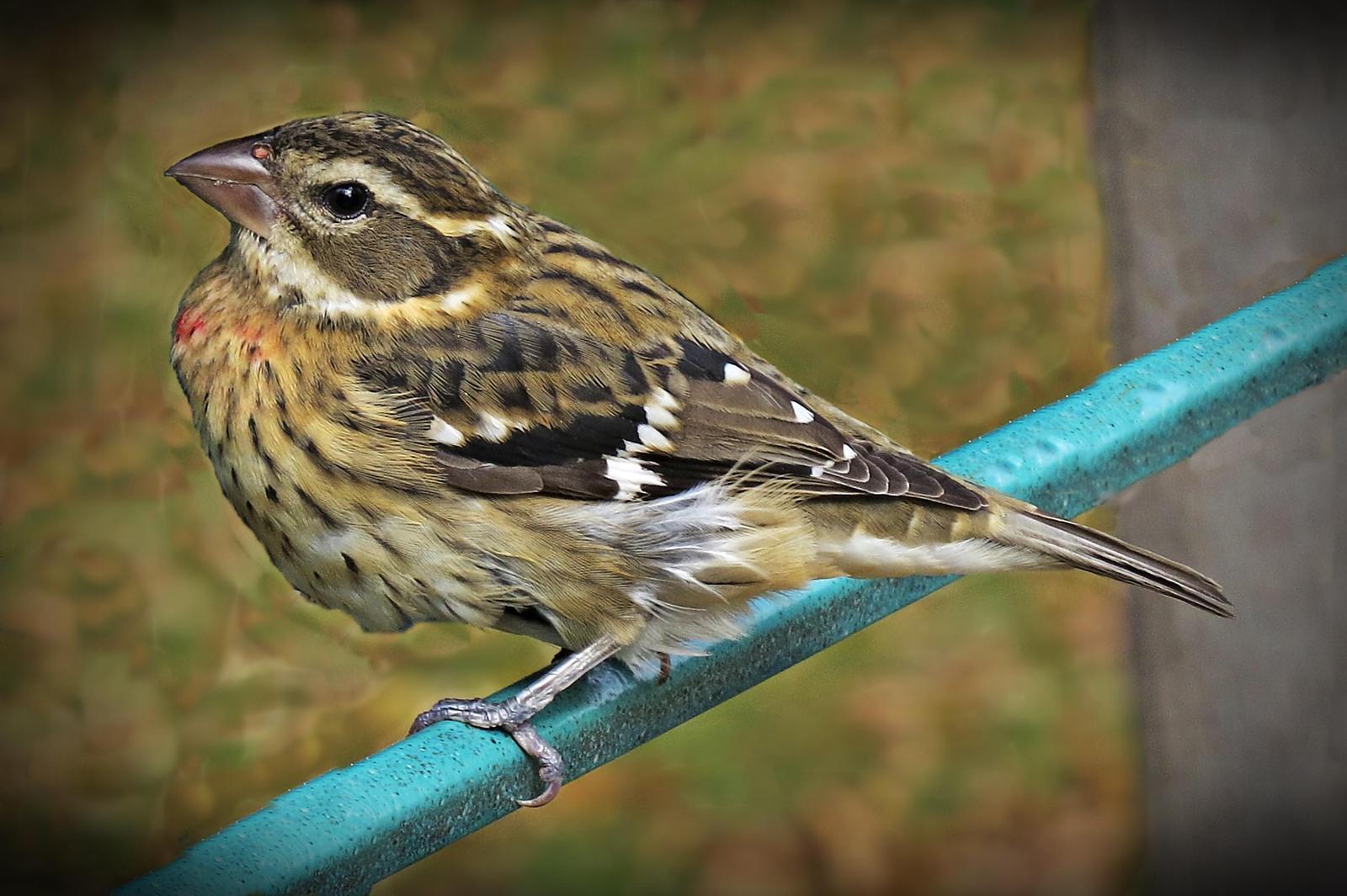 Rose-breasted Grosbeak Photo by Bob Neugebauer