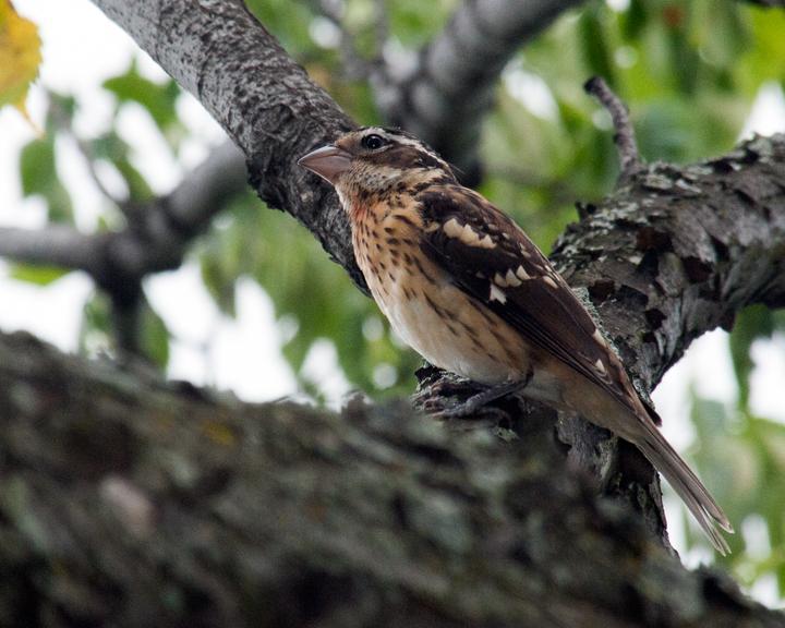 Rose-breasted Grosbeak Photo by Jean-Pierre LaBrèche