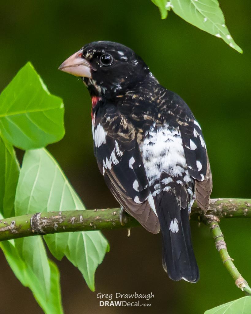 Rose-breasted Grosbeak Photo by Greg Drawbaugh