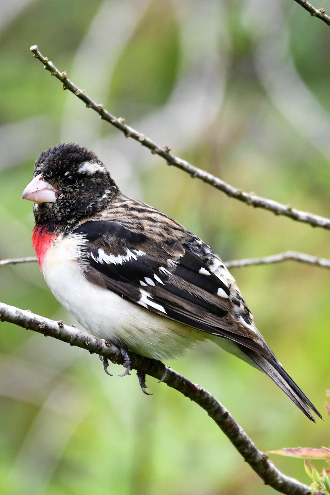 Rose-breasted Grosbeak Photo by Jerry Chen