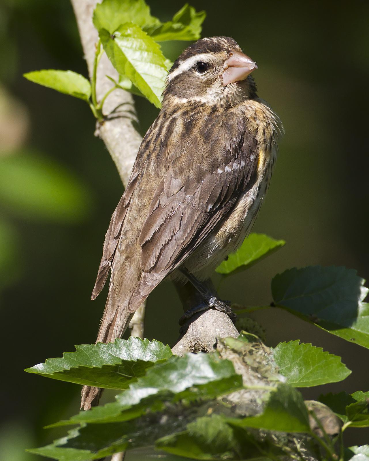 Rose-breasted Grosbeak Photo by Bill Adams