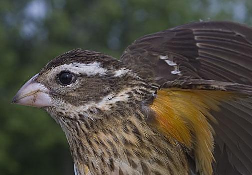 Rose-breasted Grosbeak Photo by Dan Tallman