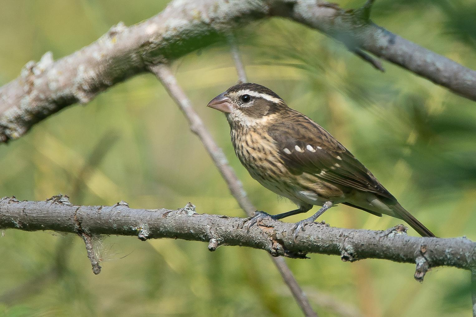 Rose-breasted Grosbeak Photo by Gerald Hoekstra