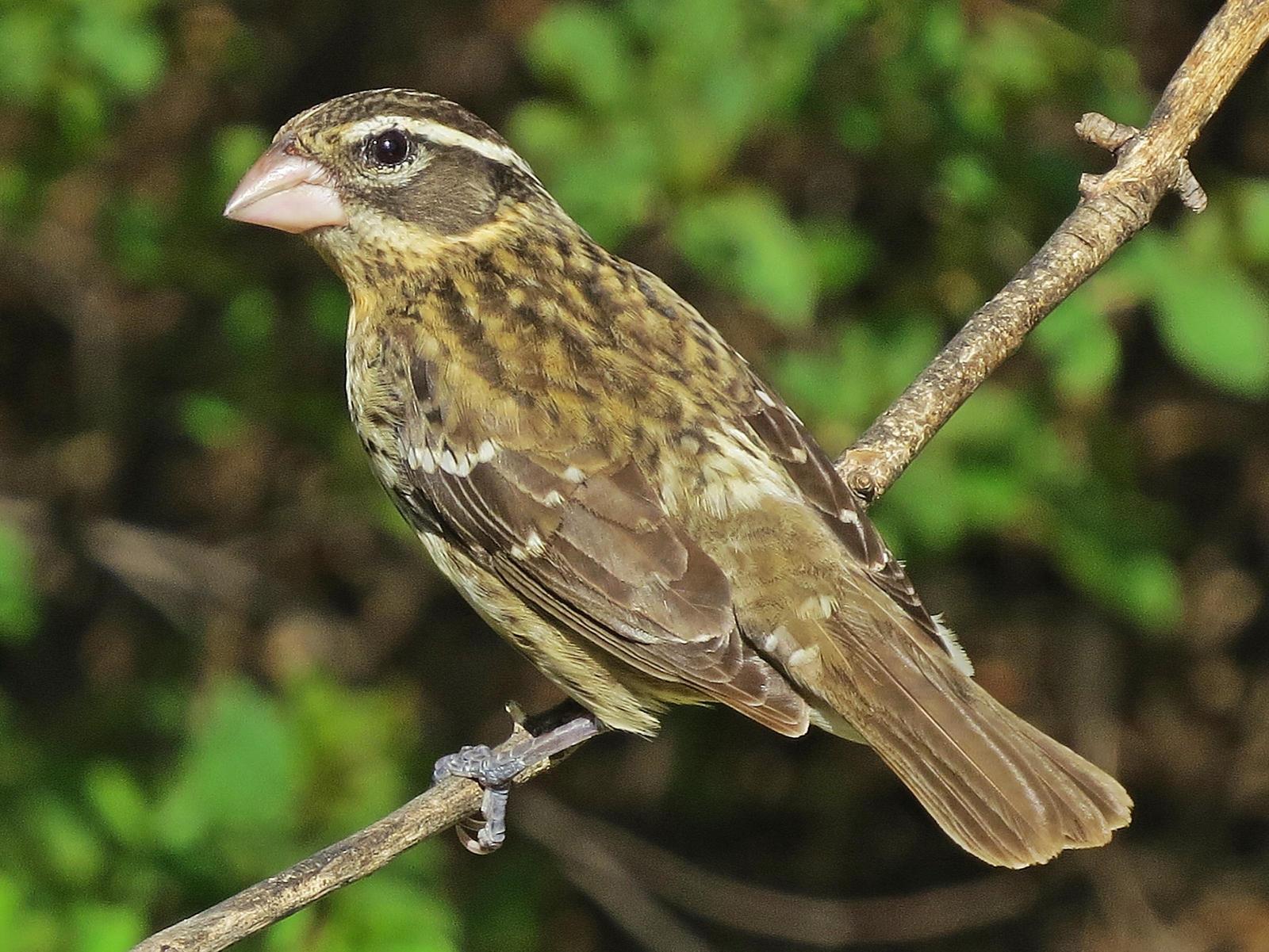 Rose-breasted Grosbeak Photo by Bob Neugebauer