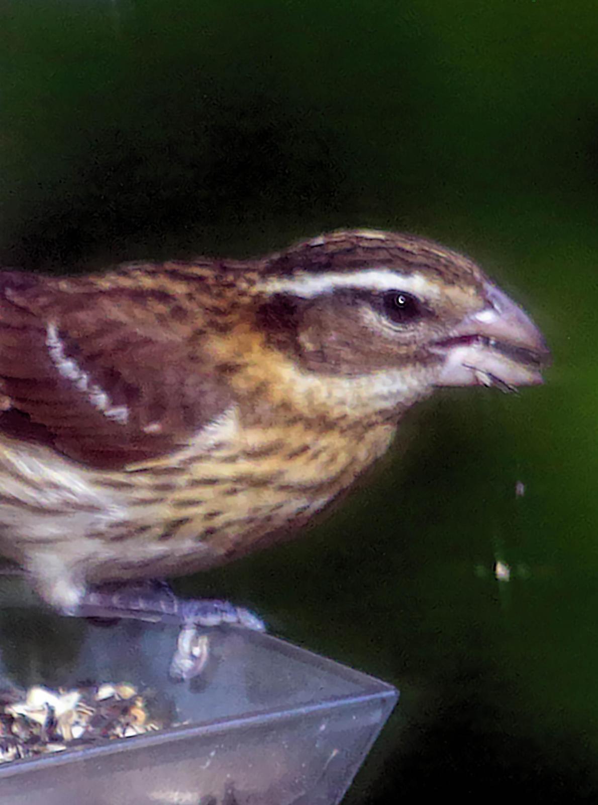 Rose-breasted Grosbeak Photo by Dan Tallman