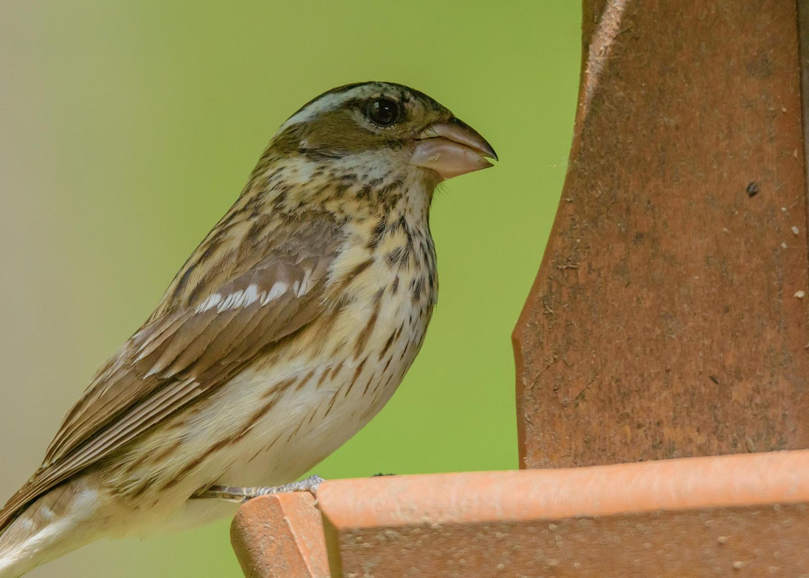 Rose-breasted Grosbeak Photo by Keshava Mysore