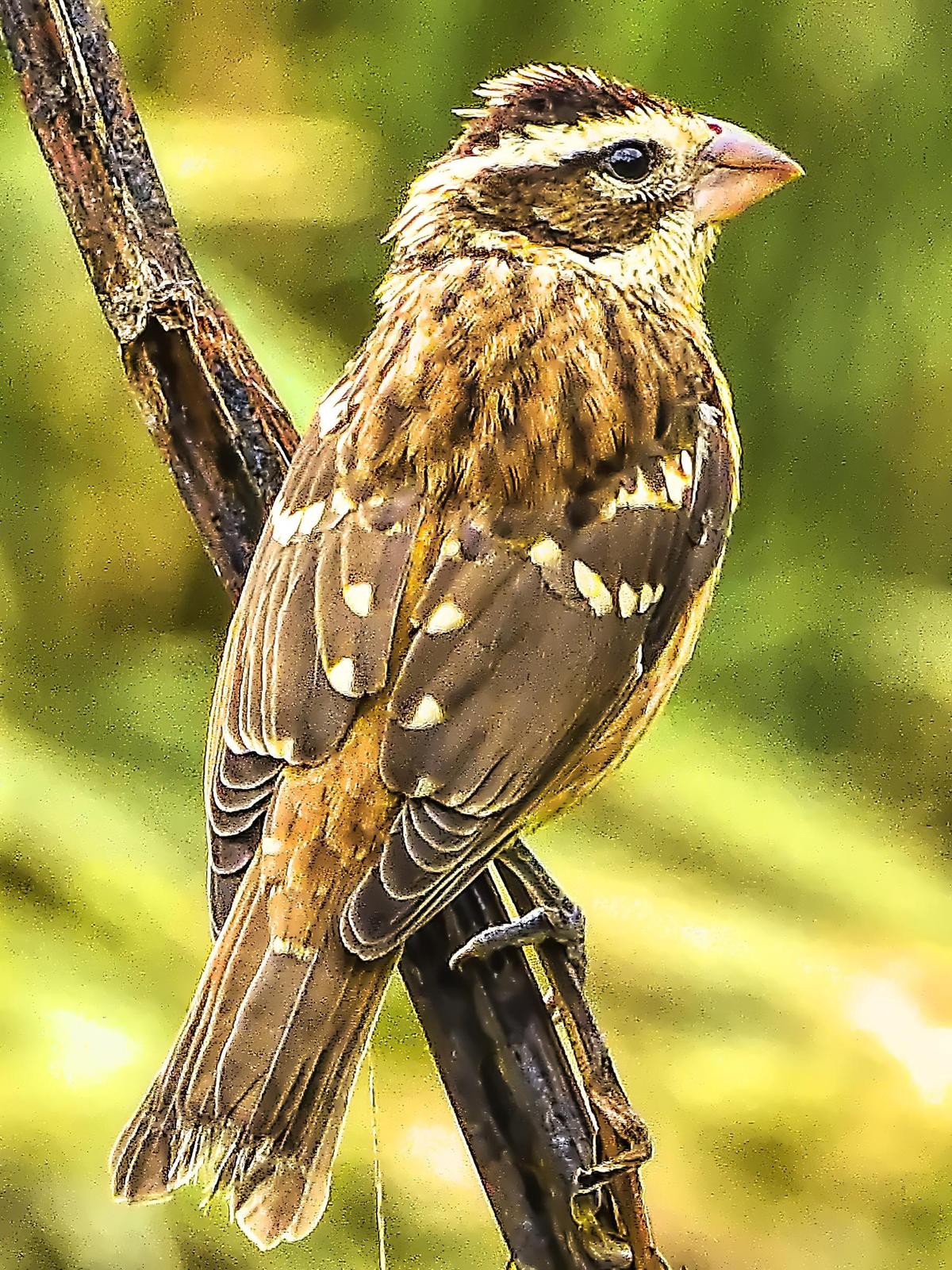 Rose-breasted Grosbeak Photo by Dan Tallman