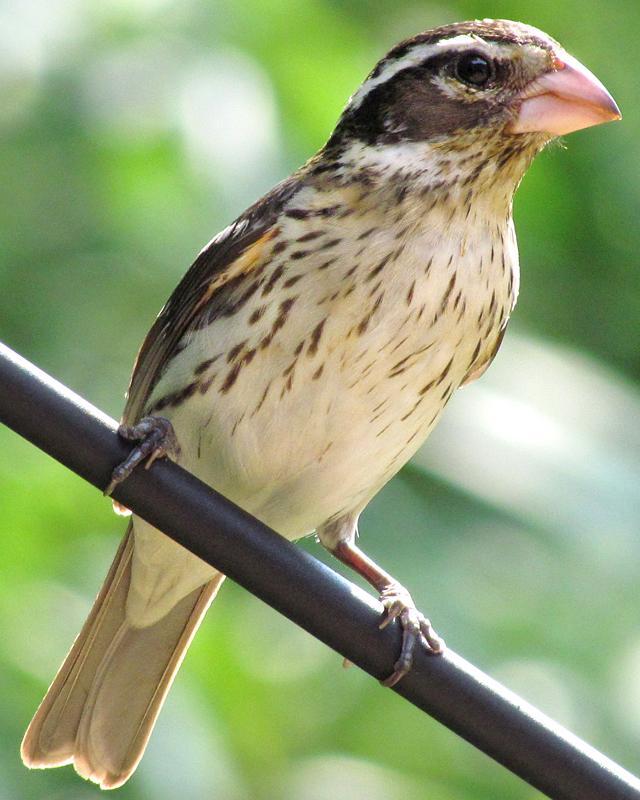 Rose-breasted Grosbeak Photo by Ashley Bradford