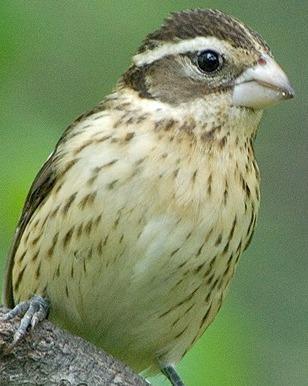 Rose-breasted Grosbeak Photo by Pete Myers