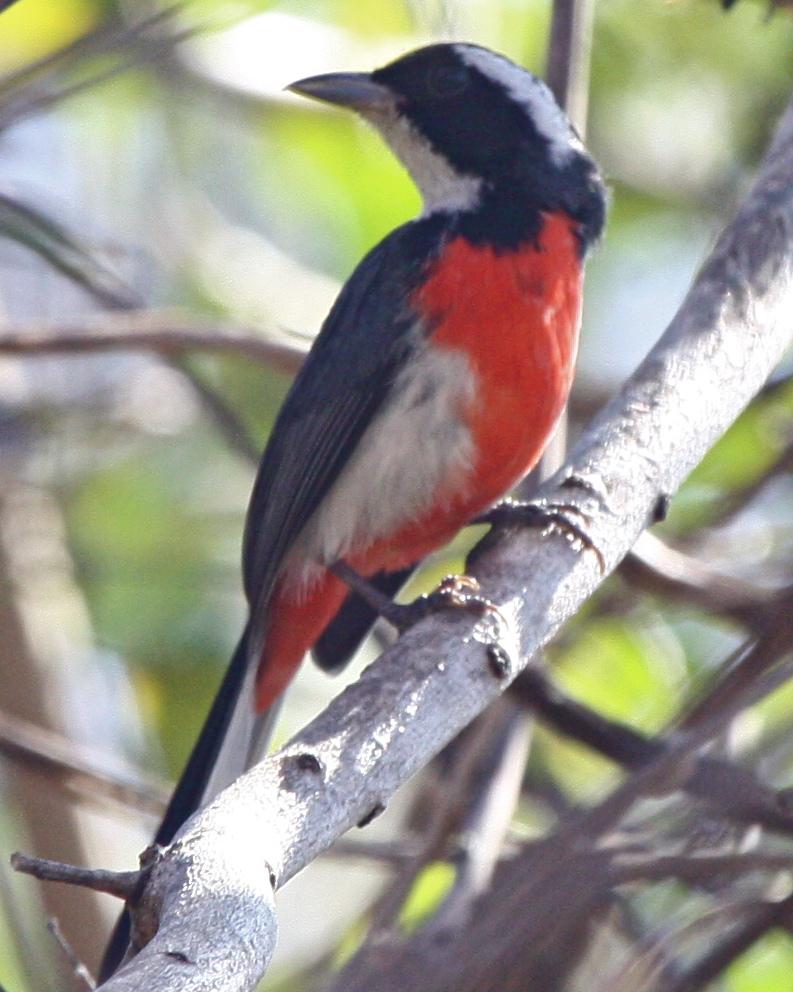 Red-breasted Chat Photo by Michael L. P. Retter