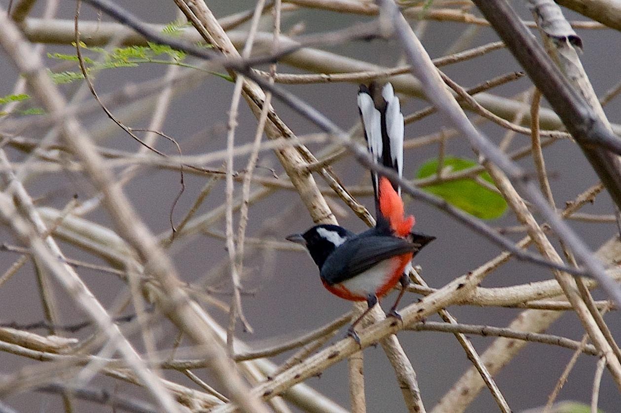 Red-breasted Chat Photo by Gerald Hoekstra