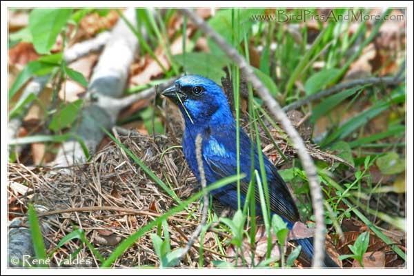 Blue Bunting Photo by Rene Valdes