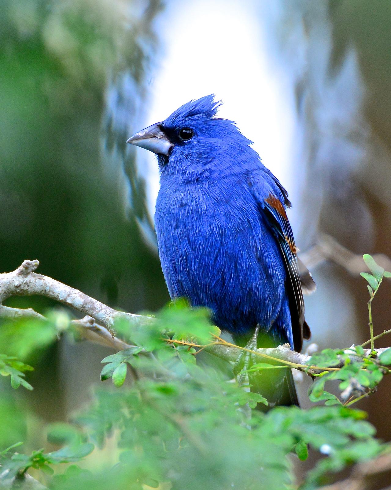 Blue Grosbeak Photo by Gerald Friesen