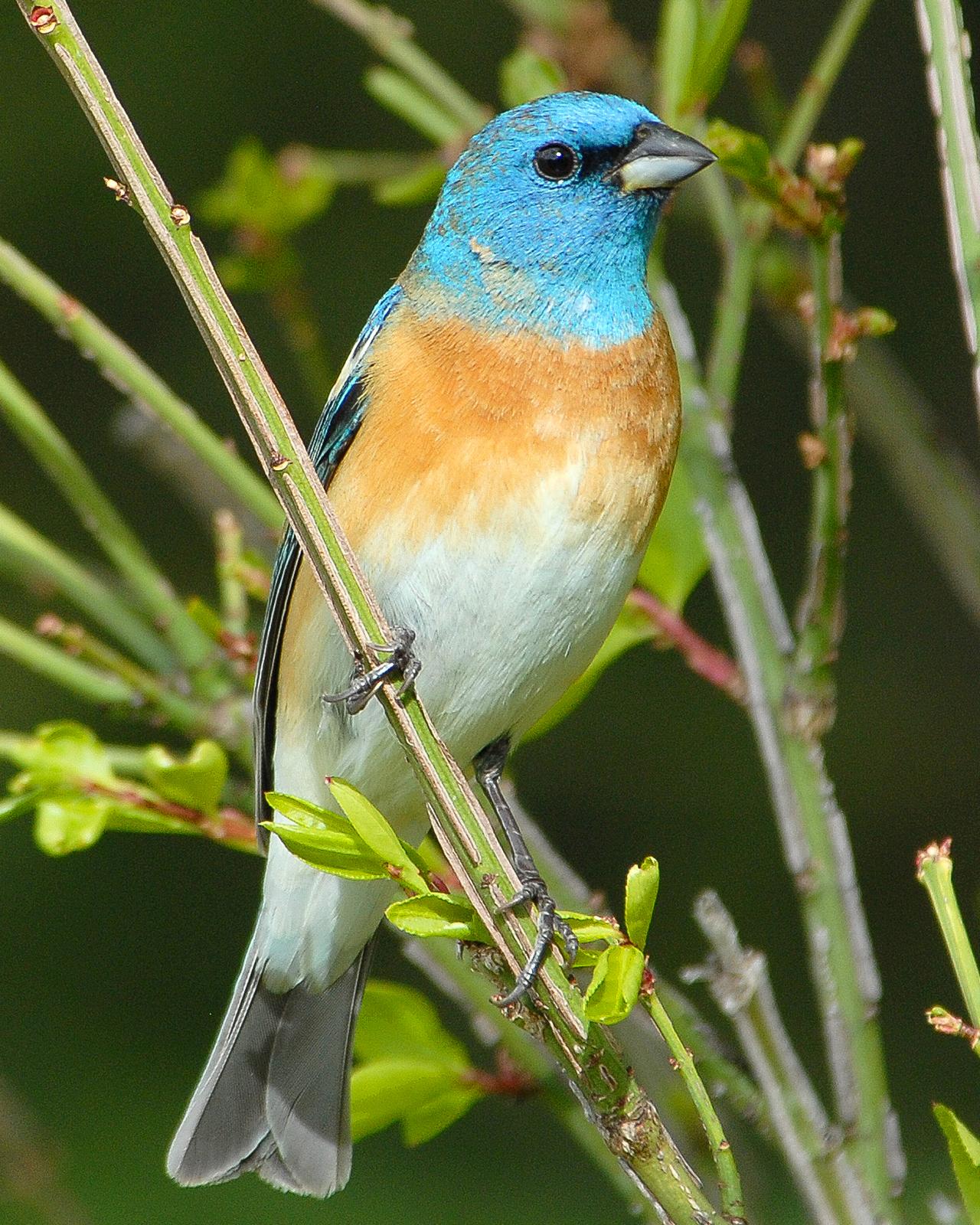 Lazuli Bunting Photo by Mike Fish