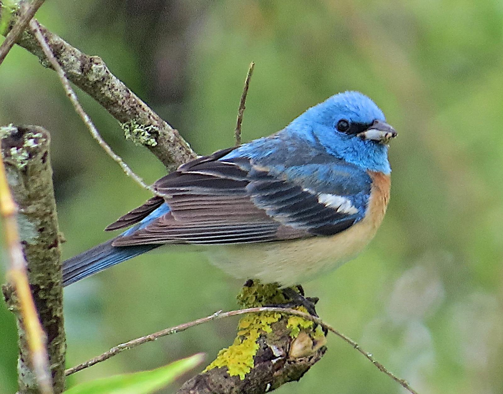 Lazuli Bunting Photo by Brian Avent