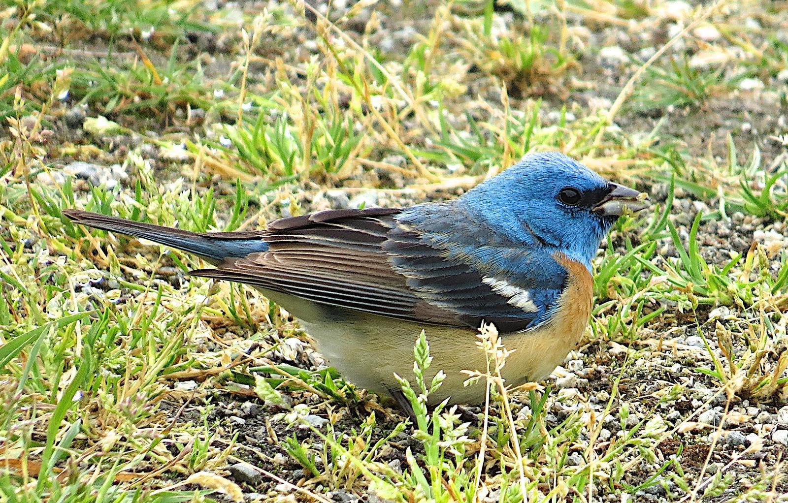 Lazuli Bunting Photo by Brian Avent