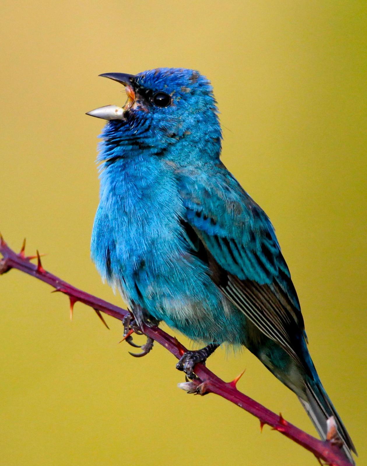 Indigo Bunting Photo by Lucy Wightman
