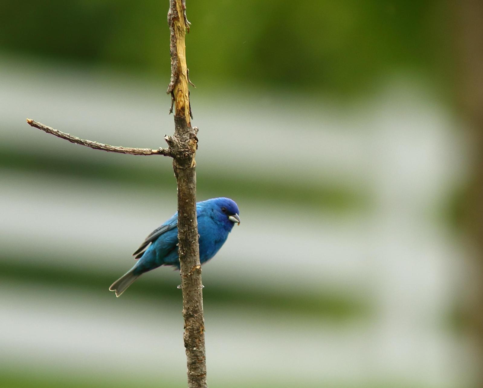 Indigo Bunting Photo by Terry Campbell