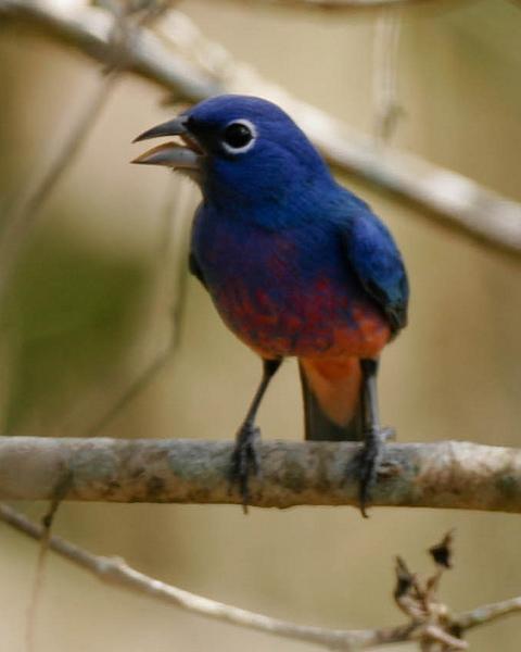 Rose-bellied Bunting Photo by Christopher L. Wood