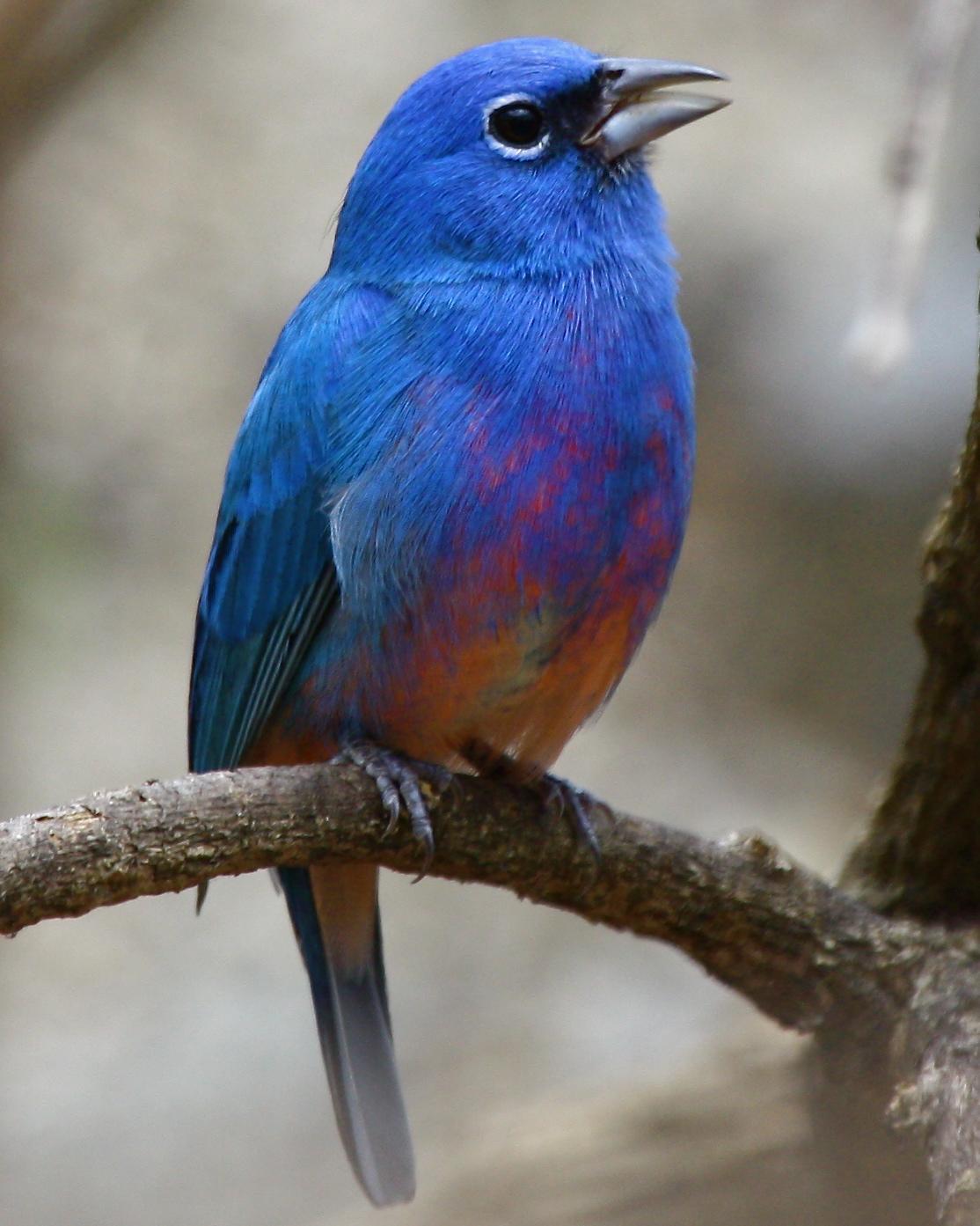 Rose-bellied Bunting Photo by Michael L. P. Retter