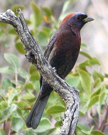 Varied Bunting Photo by Andrew Core