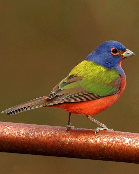 Painted Bunting Photo by David Hollie
