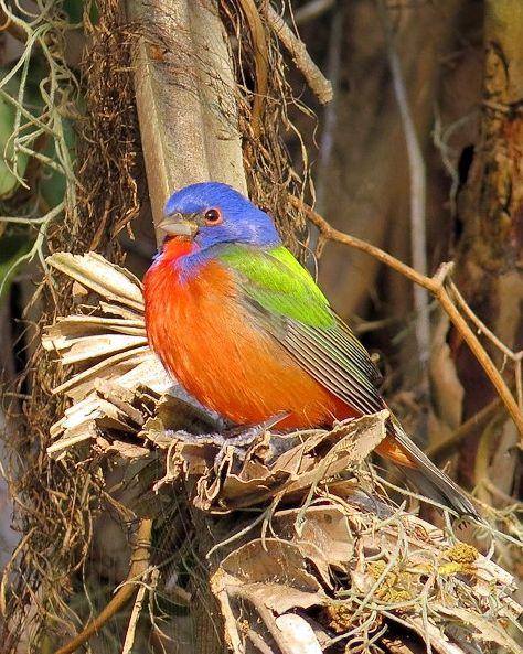 Painted Bunting Photo by Kevin Brabble