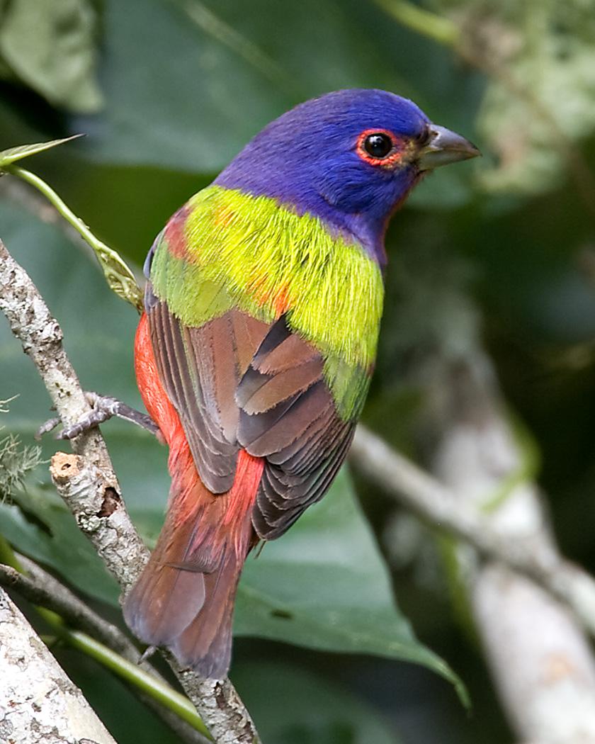 Painted Bunting Photo by Josh Haas