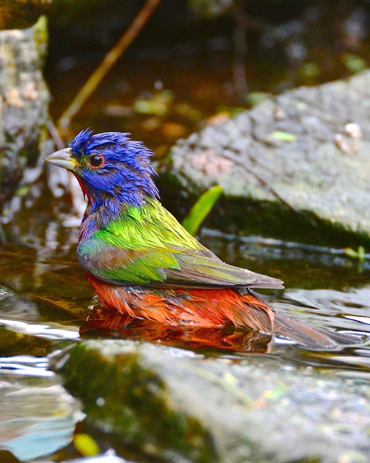 Painted Bunting Photo by Gerald Friesen