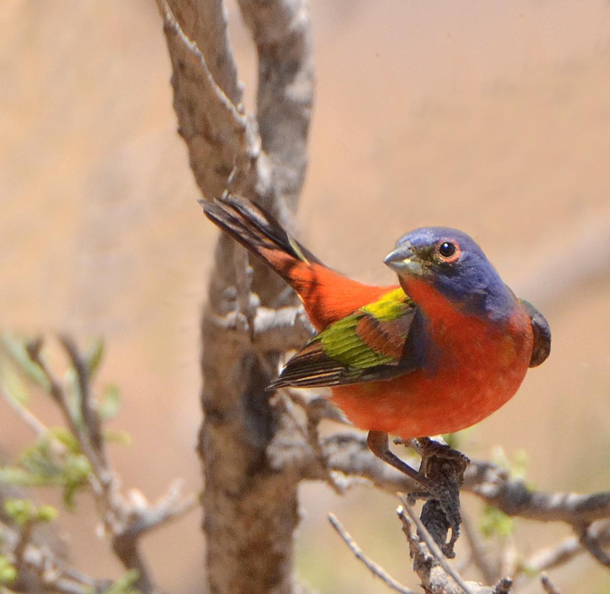 Painted Bunting Photo by Steven Mlodinow
