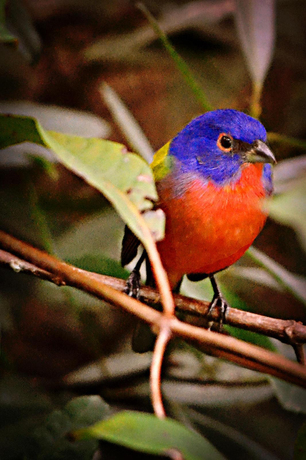 Painted Bunting Photo by Darcy Ruby
