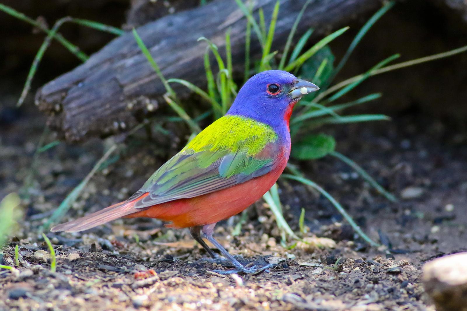 Painted Bunting Photo by Tom Ford-Hutchinson