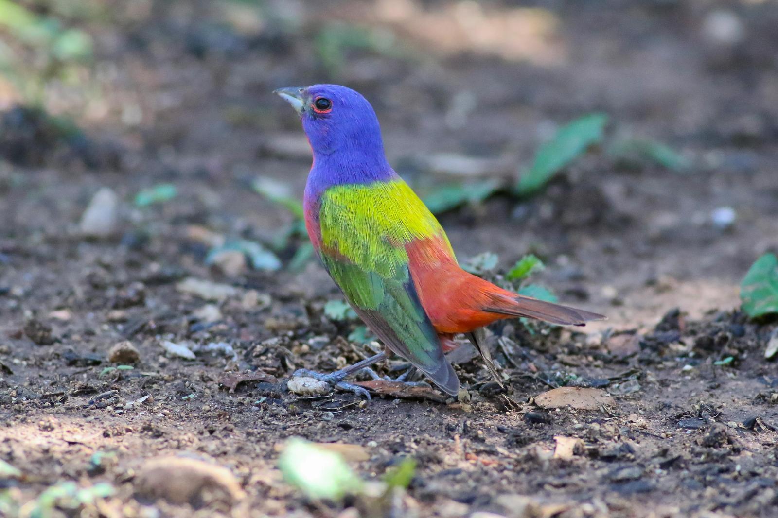 Painted Bunting Photo by Tom Ford-Hutchinson