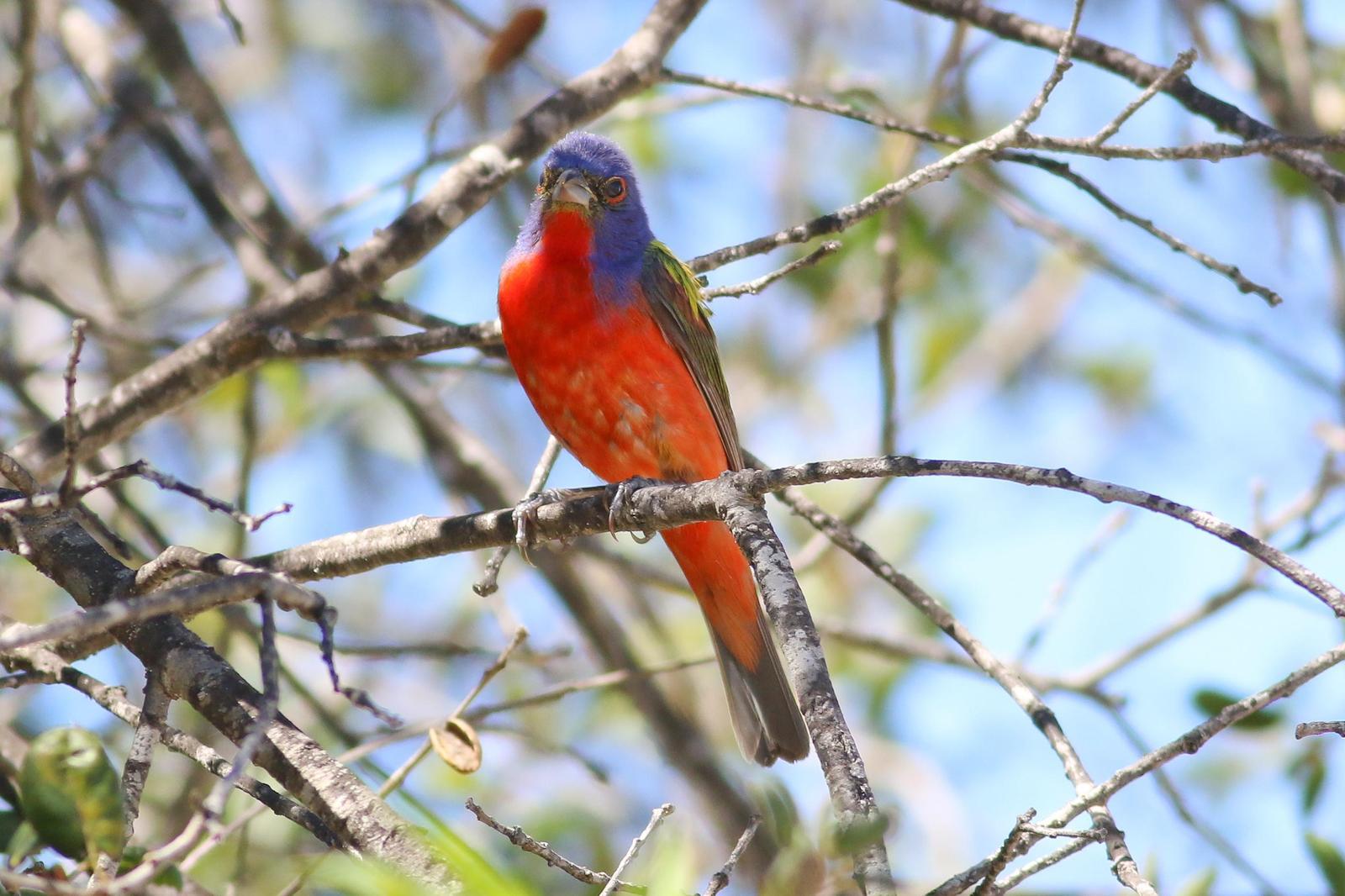 Painted Bunting Photo by Tom Ford-Hutchinson